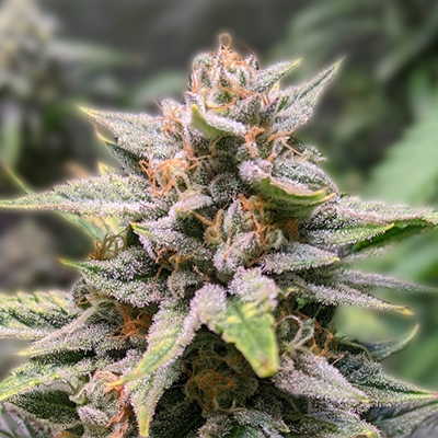 Exploring the Journey of Marijuana Seeds Louisiana