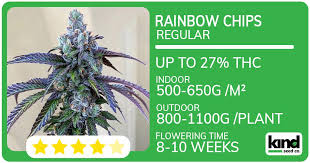 Exploring the Journey of Marijuana Seeds Louisiana