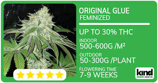 Exploring the Journey of Marijuana Seeds Louisiana